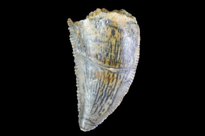 Serrated, Raptor Tooth - Morocco #74422